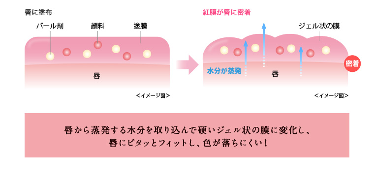 唇から蒸発する水分を取り込んで硬いジェル状の膜に変化し、唇にピタッとフィットし、色が落ちにくい！
