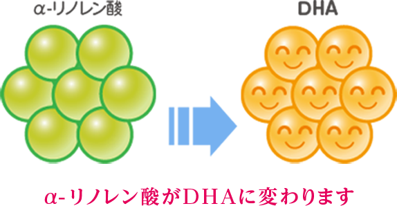 a-リノレン酸がDHAに変わります