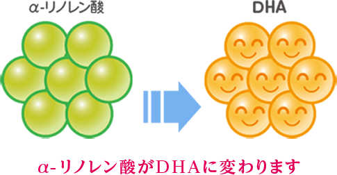 a-リノレン酸がDHAに変わります