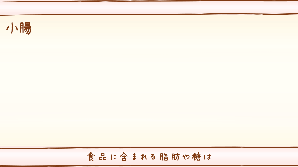 腸での脂肪や糖の吸収を抑える機能があります。