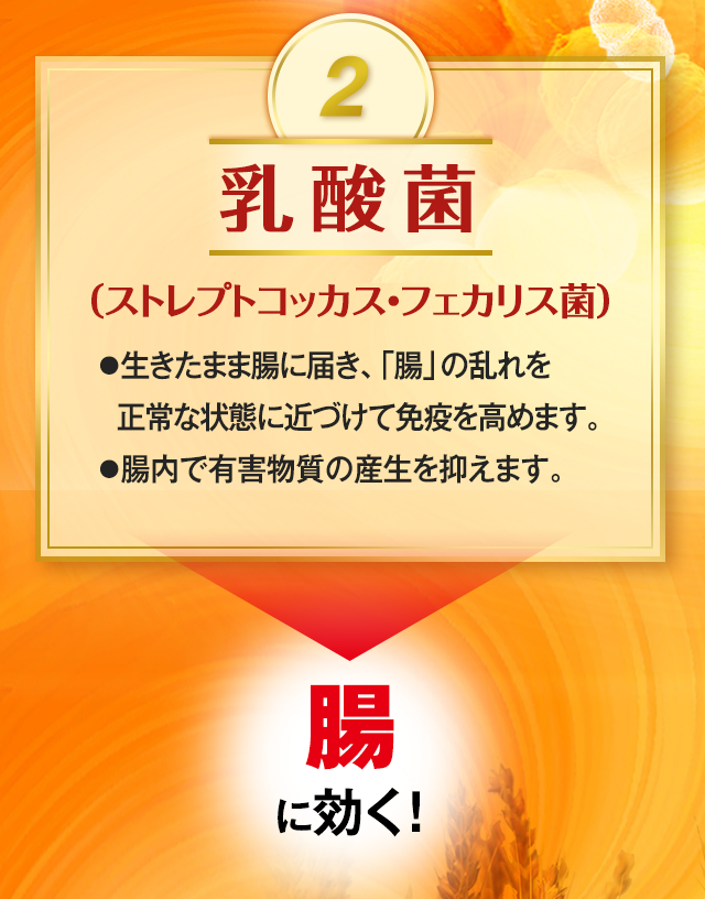 2.乳酸菌(ストレプトコッカス・フェカリス菌) ●生きたまま腸に届き、「腸」の乱れを正常な状態に近づけて免疫を高めます。●腸内で有害物質の産生を抑えます。 →腸に効く