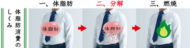 体脂肪消費のしくみ
