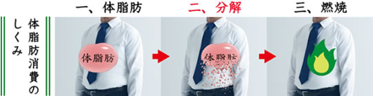 体脂肪消費のしくみ