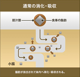 通常の消化・吸収
