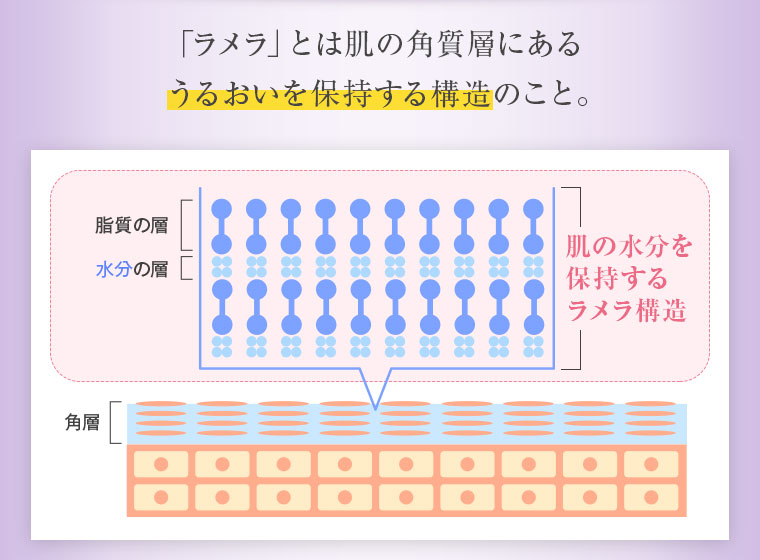 「ラメラ」とは肌の角質層にあるうるおいを保持する構造のこと