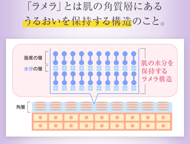 「ラメラ」とは肌の角質層にあるうるおいを保持する構造のこと