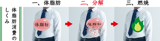 体脂肪消費のしくみ
