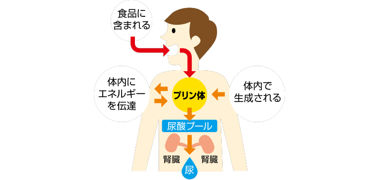 食品に含まれるプリン体、体内で生成されるプリン体、体内にエネルギーを伝達、尿酸プール→腎臓→尿
