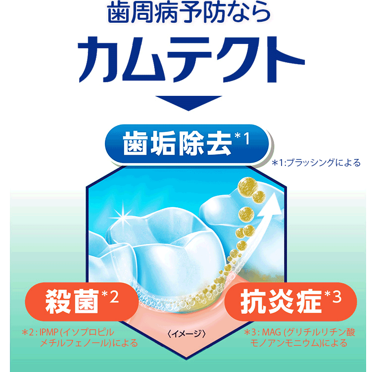 歯周病予防ならカムテクト 歯垢除去＊1 ＊1:ブラッシングによる 殺菌＊2 ＊2:IPMP(イソプロピルメチルフェノール)による 抗炎症＊3 ＊3:MAG(グリチルリチン酸モノアンモニウム)による