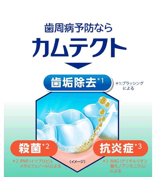 歯周病予防ならカムテクト 歯垢除去＊1 ＊1:ブラッシングによる 殺菌＊2 ＊2:IPMP(イソプロピルメチルフェノール)による 抗炎症＊3 ＊3:MAG(グリチルリチン酸モノアンモニウム)による