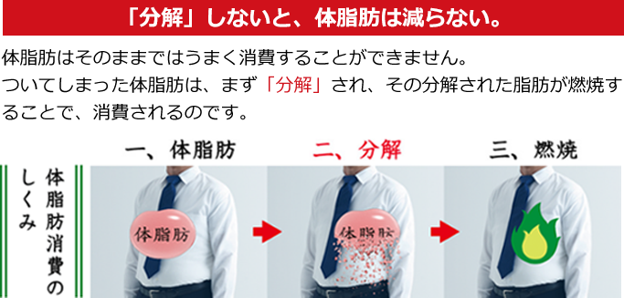  「分解」しないと、体脂肪は減らない。体脂肪はそのままではうまく消費することができません。ついてしまった体脂肪は、まず「分解」され、その分解された脂肪が燃焼することで、消費されるのです。
