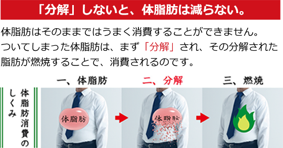  「分解」しないと、体脂肪は減らない。体脂肪はそのままではうまく消費することができません。ついてしまった体脂肪は、まず「分解」され、その分解された脂肪が燃焼することで、消費されるのです。
