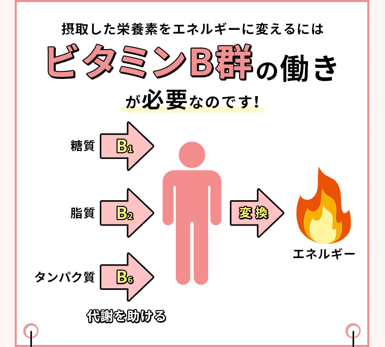 摂取した栄養素をエネルギーに変えるにはビタミンB群の働きが必要なのです！