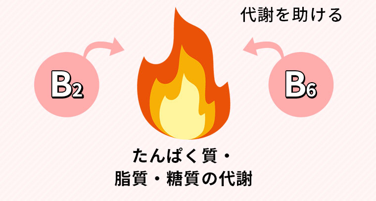 たんぱく質・脂質・糖質の代謝