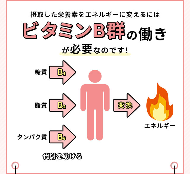 摂取した栄養素をエネルギーに変えるにはビタミンB群の働きが必要なのです！