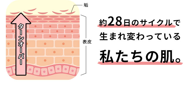 約28日のサイクルで生まれ変わっている私たちの肌。