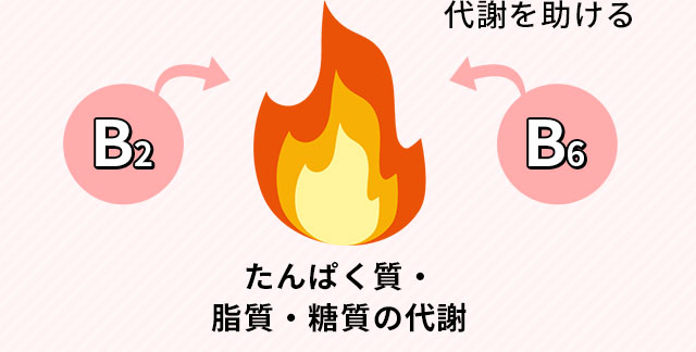 たんぱく質・脂質・糖質の代謝