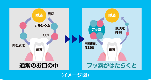 普通のお口のなか