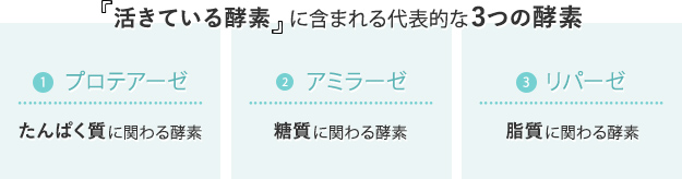 『活きている酵素』に含まれる代表的な3つの酵素