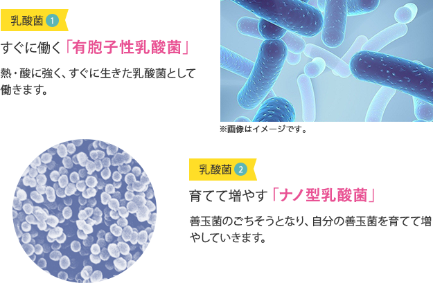 ①すぐに働く「有胞子性乳酸菌」、②育てて増やす「ナノ型乳酸菌」