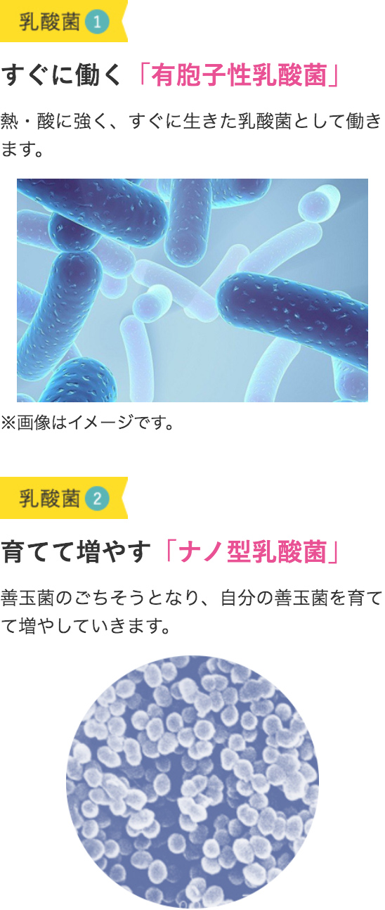 ①すぐに働く「有胞子性乳酸菌」、②育てて増やす「ナノ型乳酸菌」