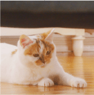 キレイ好き猫ちゃんのお掃除チェック①～リビングあっちこっち編～