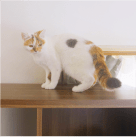 キレイ好き猫ちゃんのお掃除チェック②～リビング高いところ編～