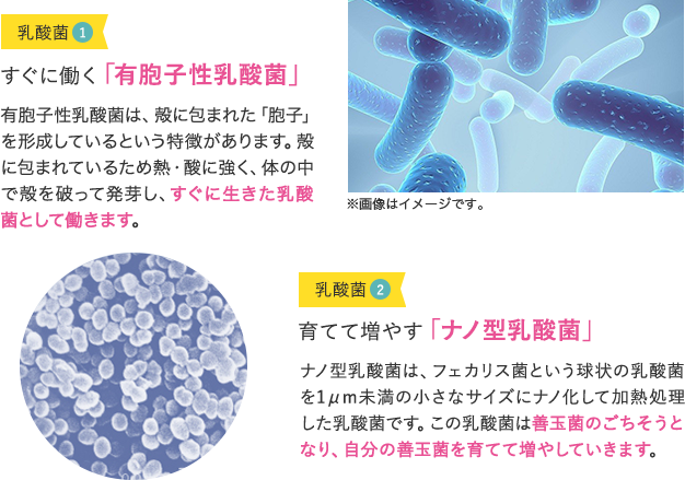 ①すぐに働く「有胞子性乳酸菌」、②育てて増やす「ナノ型乳酸菌」