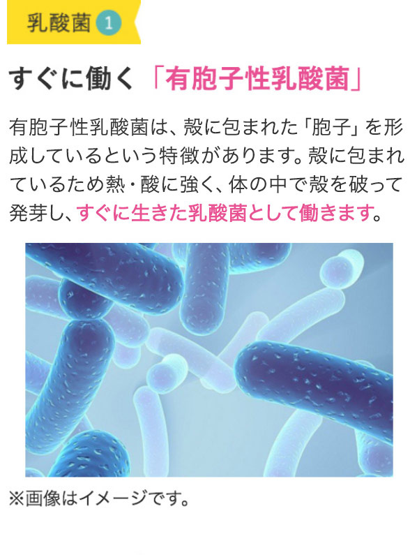 ①すぐに働く「有胞子性乳酸菌」