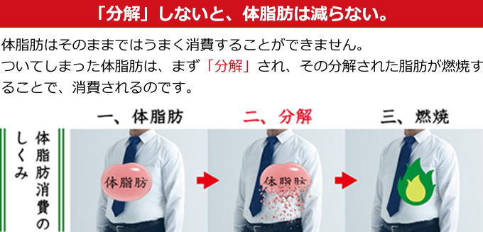 「分解」しないと、体脂肪は減らない。体脂肪はそのままではうまく消費することができません。ついてしまった体脂肪は、まず「分解」され、その分解された脂肪が燃焼することで、消費されるのです。