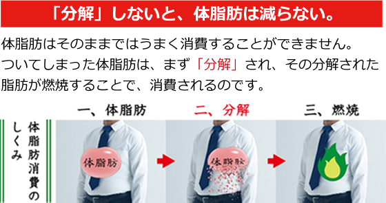 「分解」しないと、体脂肪は減らない。体脂肪はそのままではうまく消費することができません。ついてしまった体脂肪は、まず「分解」され、その分解された脂肪が燃焼することで、消費されるのです。