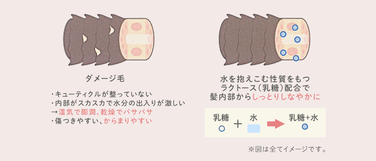 水を抱えこむ性質をもつラクトース（乳糖）配合で 髪内部からしっとりしなやかに