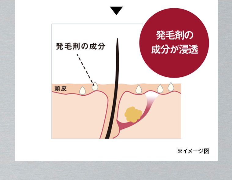 発毛剤の成分が浸透