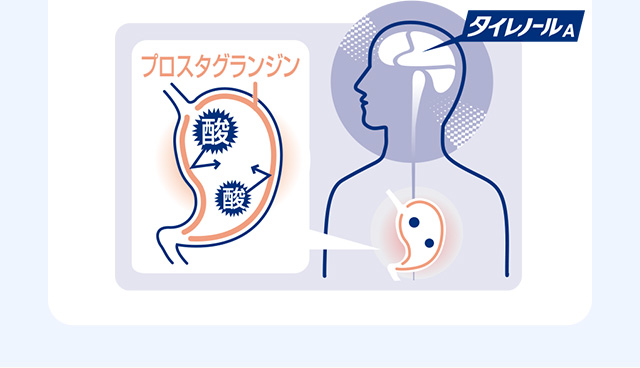 プロスタグランジン タイレノールA