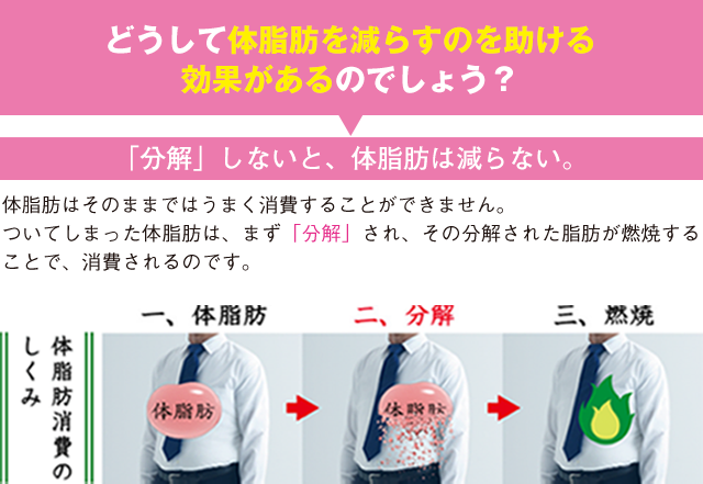 どうして体脂肪を減らすのを助ける効果があるのでしょう？