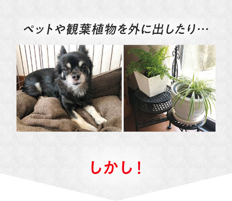 ペットや観葉植物を外に出したり…