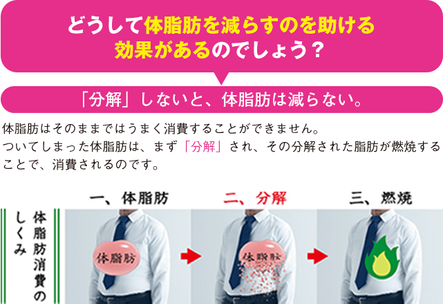 どうして体脂肪を減らすのを助ける効果があるのでしょう？ 「分解」しないと、体脂肪は減らない。体脂肪はそのままではうまく消費することができません。ついてしまった体脂肪は、まず「分解」され、その分解された脂肪が燃焼することで、消費されるのです。