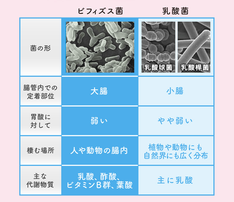ビフィズス菌 乳酸菌