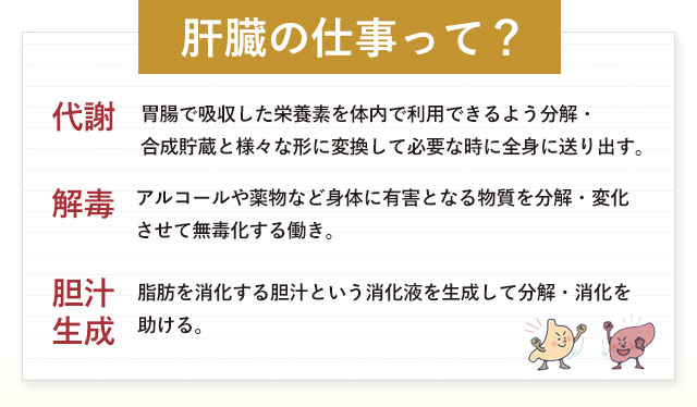 肝臓の仕事って？