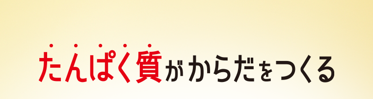 たんぱく質がからだをつくる
