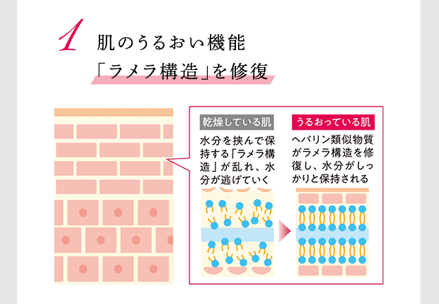 1、肌のうるおい機能「ラメラ構造」を修復