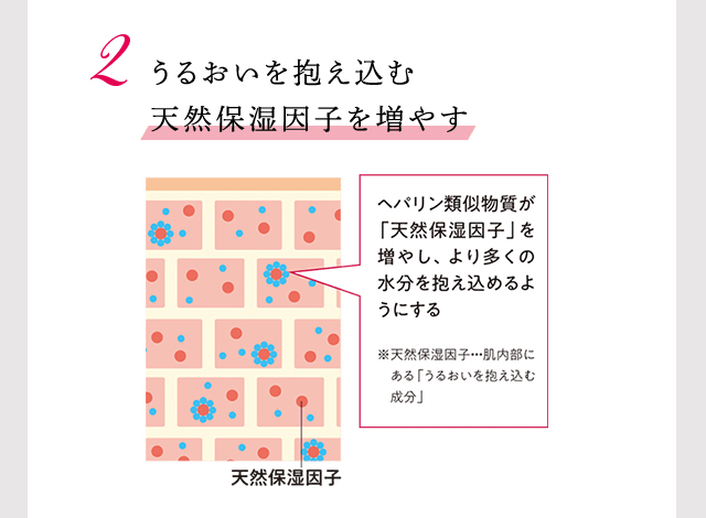 2、うるおいを抱え込む天然保湿因子を増やす