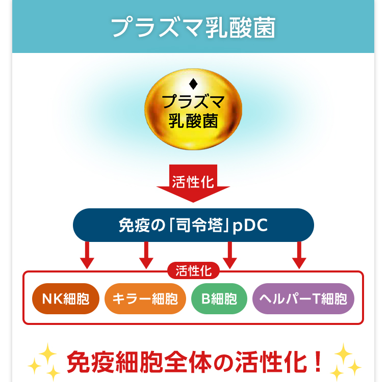 プラズマ乳酸菌が免疫細胞全体の活性化を行う図