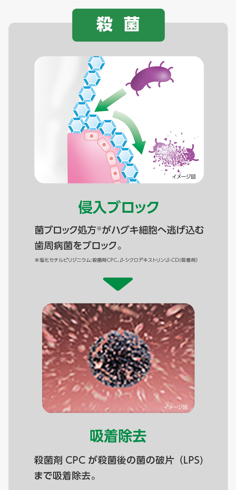 【侵入ブロック】菌ブロック処方がハグキ細胞へ逃げ込む歯周病菌をブロック。【吸着除去】殺菌剤CPCが殺菌後の菌の破片（LPS)まで吸着除去。