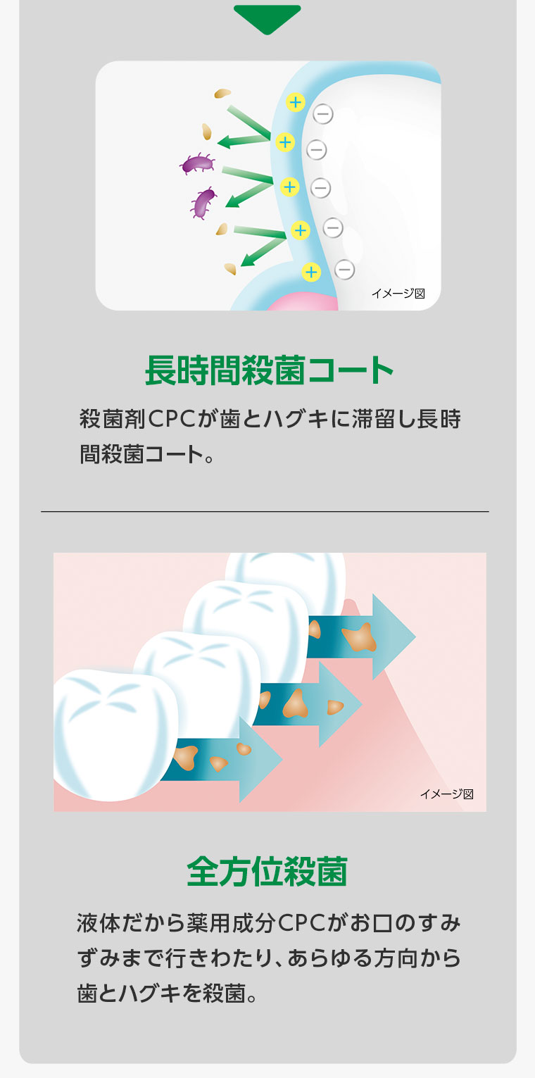 【長時間殺菌コート】殺菌剤CPCが歯とハグキに滞留し長時間殺菌コート。【全方位殺菌】液体だから薬用成分CPCがお口のすみずみまで行きわたり、あらゆる方向から歯とハグキを殺菌。
