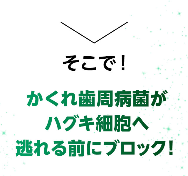 そこで！かくれ歯周病菌がハグキ細胞へ逃れる前にブロック！