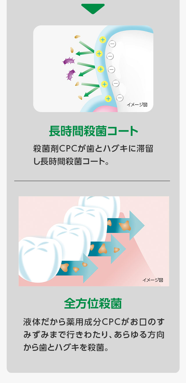 【長時間殺菌コート】殺菌剤CPCが歯とハグキに滞留し長時間殺菌コート。【全方位殺菌】液体だから薬用成分CPCがお口のすみずみまで行きわたり、あらゆる方向から歯とハグキを殺菌。