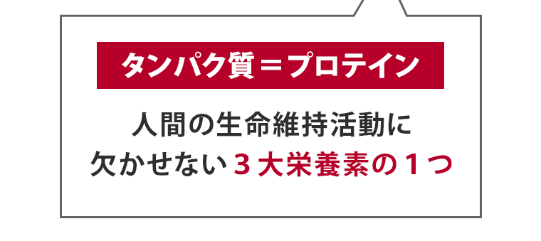 タンパク質＝プロテイン