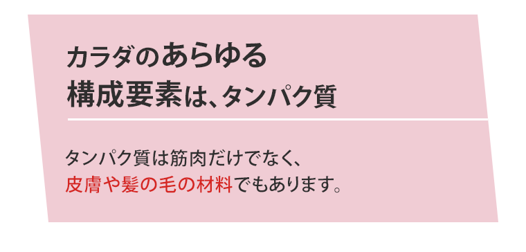 カラダのあらゆる構成要素は、タンパク質