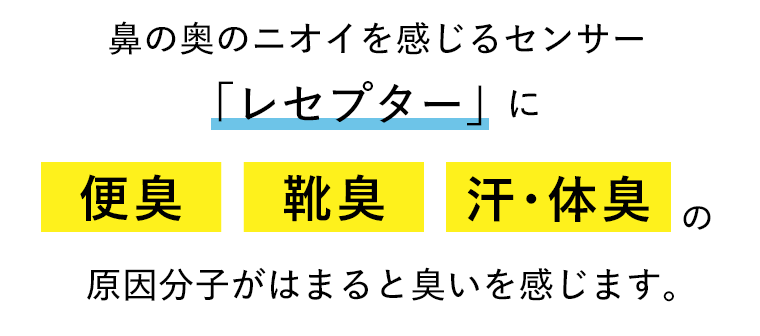 鼻の奥のニオイを感じるセンサー「レセプター」に便臭、靴臭、汗・体臭の原因分子がはまると臭いを感じます。